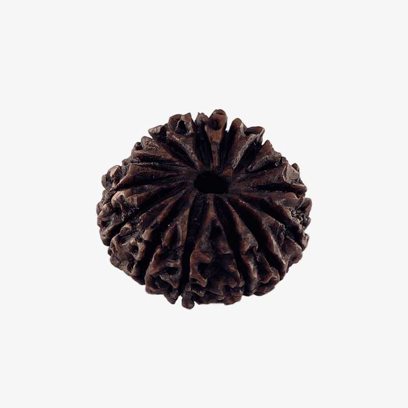 Nepal Origin 14 Mukhi Rudraksha