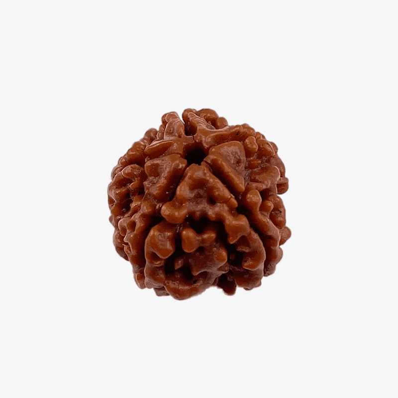 Nepal Origin 3 Mukhi Rudraksha