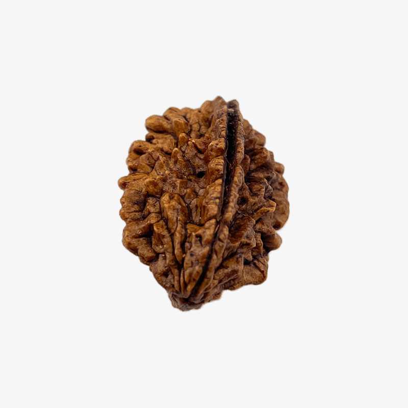 Nepal Origin 2 Mukhi Rudraksha