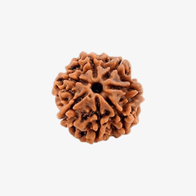 Nepal Origin 7 Mukhi Rudraksha