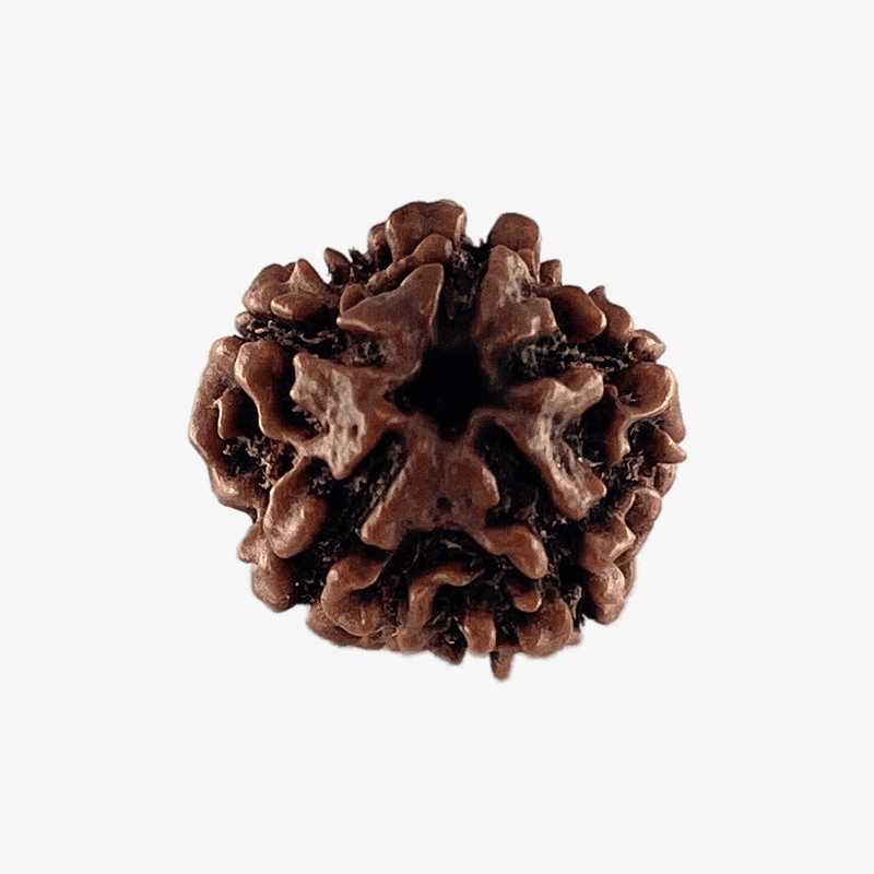 Nepal Origin 5 Mukhi Rudraksha