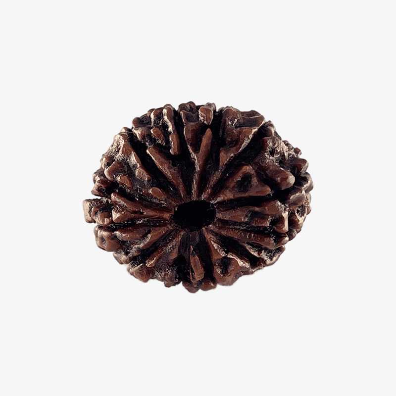 Nepal Origin 12 Mukhi Rudraksha