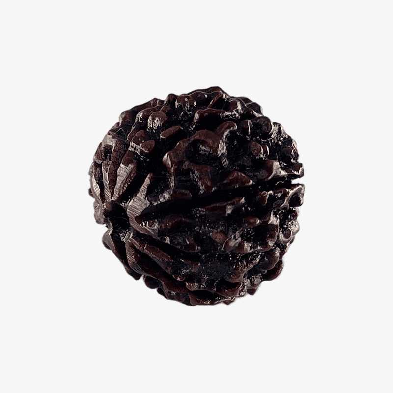 Nepal Origin 8 Mukhi Rudraksha