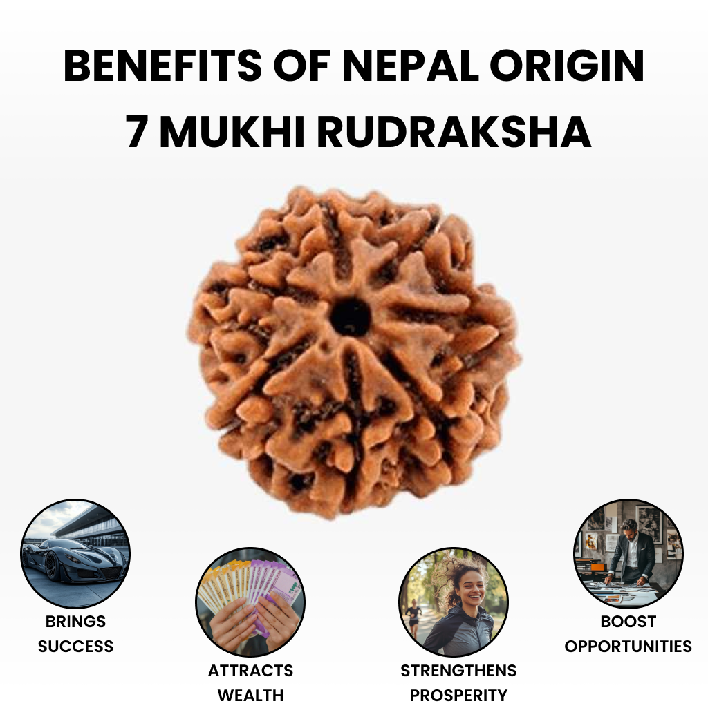 Nepal Origin 7 Mukhi Rudraksha